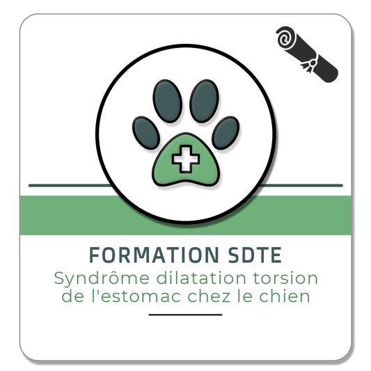 Syndrome dilatation torsion de l'estomac chez le chien